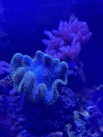 IMG_3230.jpeg
