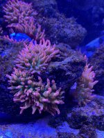 IMG_3229.jpeg
