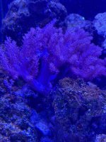IMG_3228.jpeg
