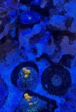 IMG_1475.jpeg
