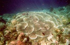 2004 Coral and Fish 1.jpg 2004 Coral and Fish 1.jpg