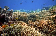 2004 Coral and Fish 2.jpg 2004 Coral and Fish 2.jpg