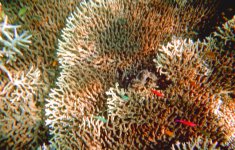 2004 Coral and Fish 3.jpg 2004 Coral and Fish 3.jpg