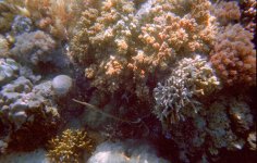 2004 Coral and Fish 4.jpg 2004 Coral and Fish 4.jpg