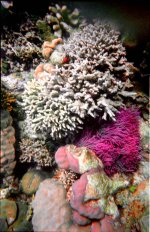 2004 Coral 1.jpg