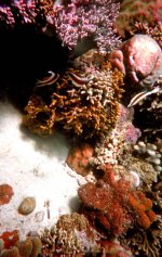 2004 Angel Fish.jpg 2004 Angel Fish.jpg