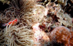 2004 Anenome and Fish.jpg 2004 Anenome and Fish.jpg