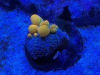 IMG_1525.jpeg