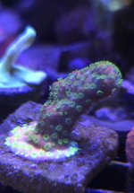 SunsetMontipora.jpg