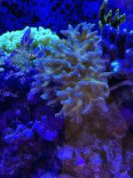 EnchantedForsestAcro.jpg