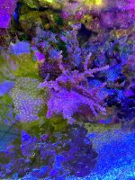 Cyphastrea.jpg
