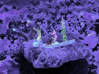 frags.jpg