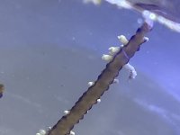439AAE4C-3DAA-41D6-B7D0-64489C86DFFB.jpeg