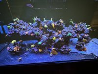IMG_2333.jpeg