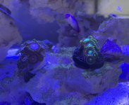 IMG_0219.jpeg