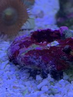 IMG_1088.jpeg