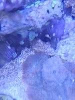 mushroom pink 2.jpg
