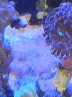 mushroom pink 1.jpg