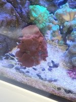 mushroom red 2.jpg