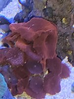 mushroom red 1.jpg
