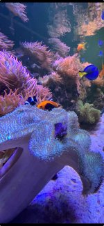 soft_coral_starryblenny.jpg