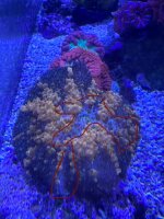 IMG_2888.jpeg