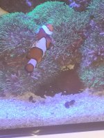 fish.jpg