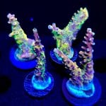 IMG_2489.jpeg