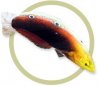 radiant wrasse.jpg