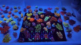 IMG_2449.jpg