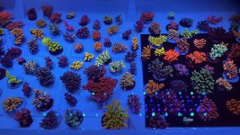 IMG_2450.jpg