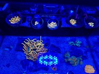 IMG_7690.jpeg