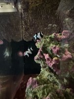 IMG_3704.jpeg