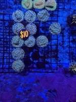 IMG_5874.jpeg