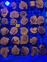 IMG_5882.jpeg