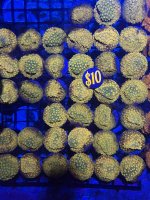 IMG_5883.jpeg