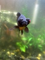 Fish.jpeg