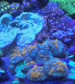 Sunkist Bounce 6.7.24.jpg