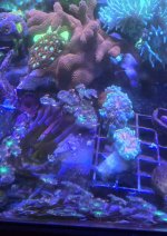 Firework Clove RainYuma6.7.24.jpg