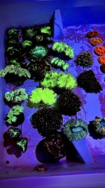 IMG_3295.jpeg