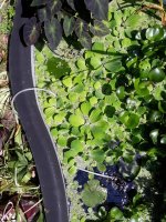 pond2.jpg