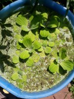 pond1.jpg
