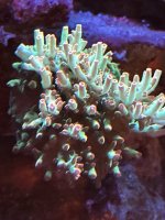 IMG_3393.jpeg