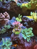IMG_3386.jpeg