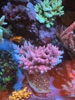 IMG_3385.jpeg