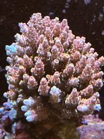 IMG_3382.jpeg