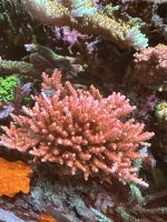 IMG_3377.jpeg