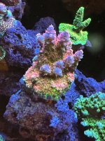 IMG_3205.jpeg