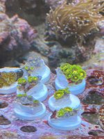 IMG_7758.jpeg