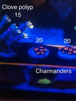 IMG_7276.jpeg